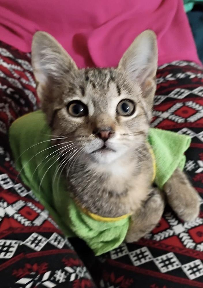 Enlarge Radioactive Walmart Shrimp, a Adoptable mixed breed in Clarksville, TN image 1/3