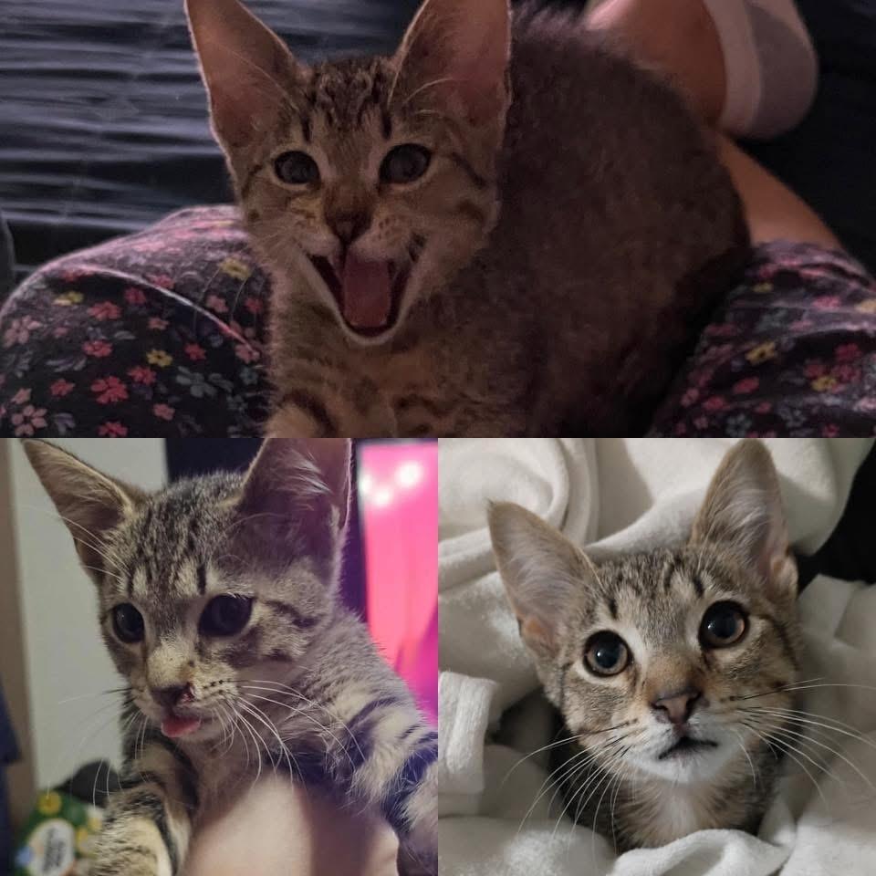 Enlarge Radioactive Walmart Shrimp, a Adoptable mixed breed in Clarksville, TN image 2/3