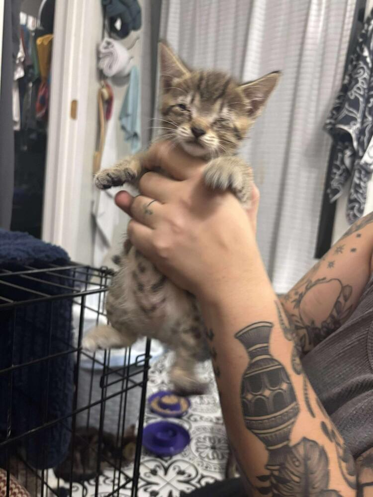 Enlarge Radioactive Walmart Shrimp, a Adoptable mixed breed in Clarksville, TN image 3/3