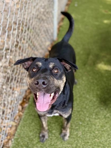 Enlarge Ro, a Adoptable mixed breed in Picayune, MS image 3/3