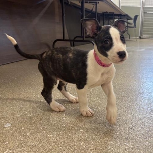 Enlarge Gumbo, a ADOPTABLE mixed breed in Prince Frederick, MD image 3/3