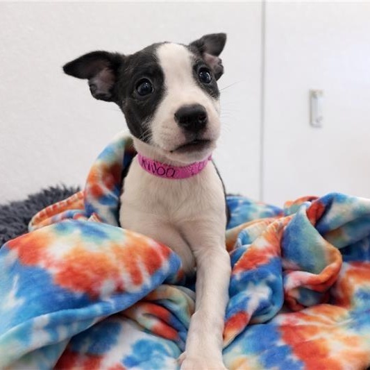 Gumbo, ADOPTABLE, Puppy Female Terrier & Mixed Breed.