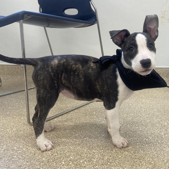 Gumbo, ADOPTABLE, Puppy Female Terrier & Mixed Breed.