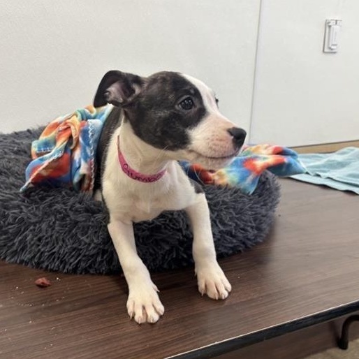 Enlarge Gumbo, a ADOPTABLE mixed breed in Prince Frederick, MD image 2/3