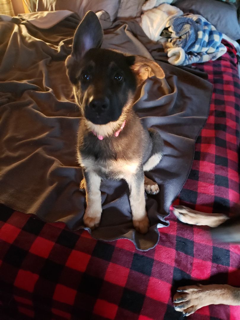 Naibe, Adopted, Puppy Female German Shepherd Dog.