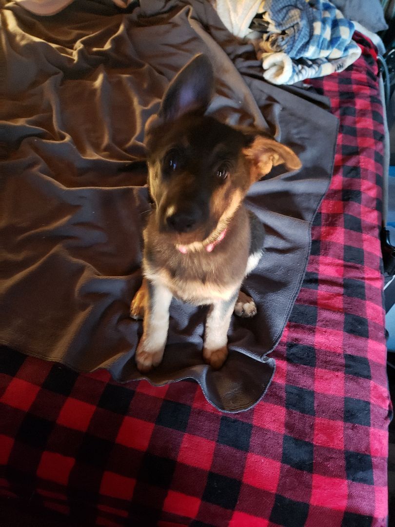 Enlarge Naibe, a Adopted German Shepherd Dog in Quincy, IN image 2/4