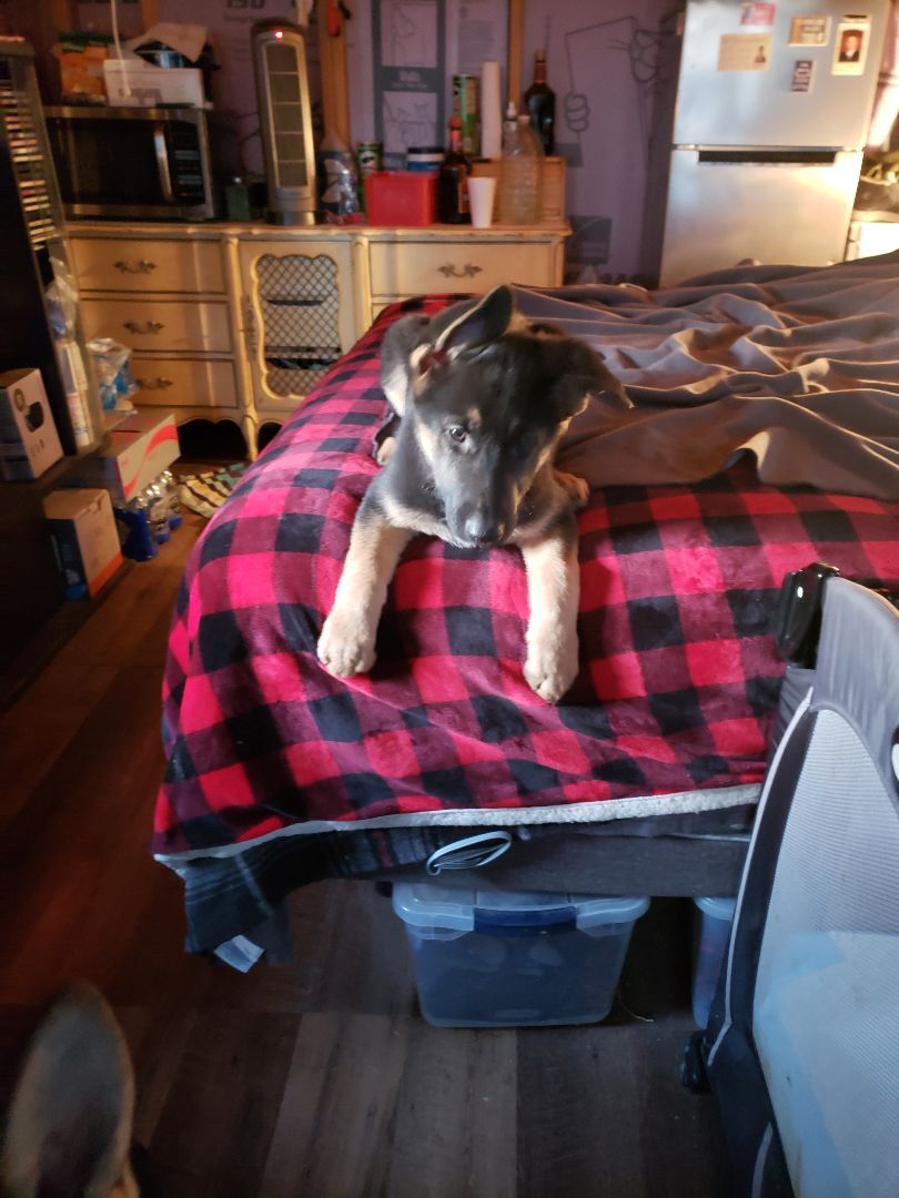 Enlarge Naibe, a Adopted German Shepherd Dog in Quincy, IN image 3/4