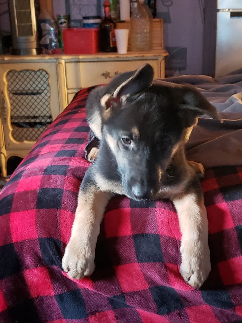 Enlarge Naibe, a Adopted German Shepherd Dog in Quincy, IN image 4/4