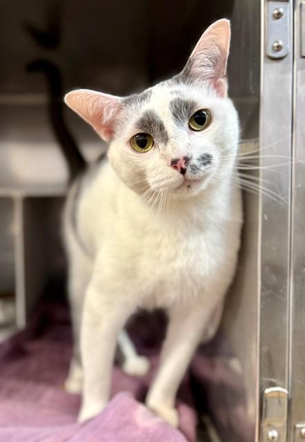 Enlarge FRECKLES, a Adoptable Domestic Short Hair in York, SC image 1/1