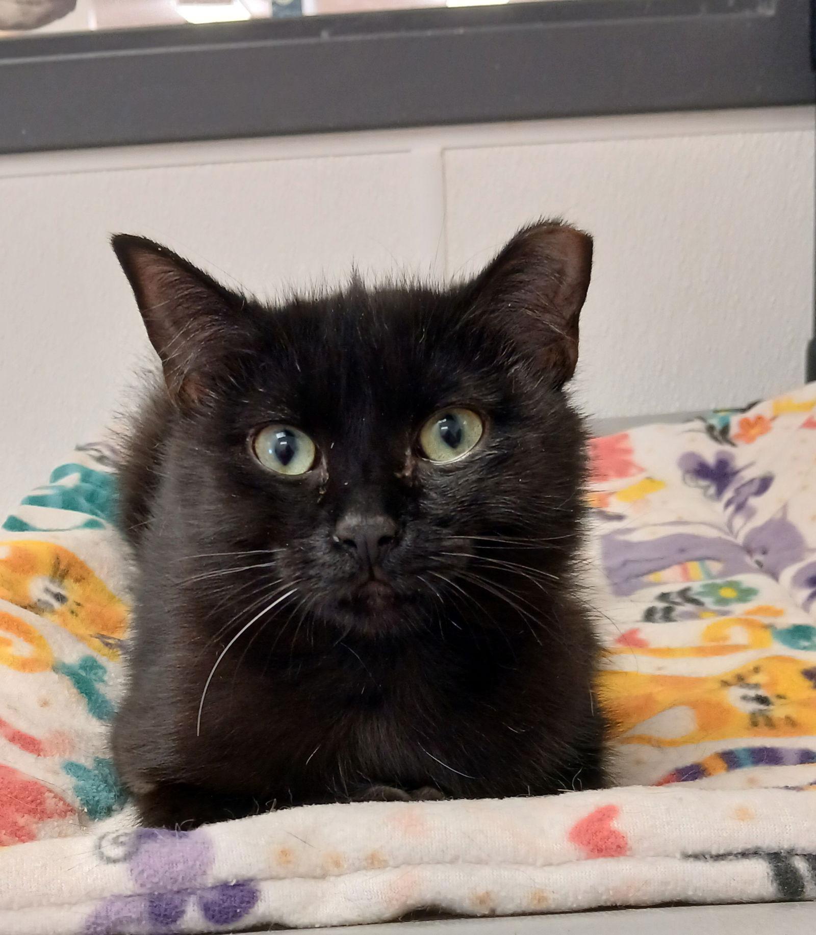 Enlarge Rhys, a Adoptable Domestic Short Hair in Bay City, MI image 1/1