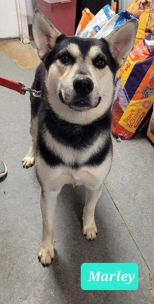 Enlarge Marley, a Adoptable mixed breed in Richmond, IN image 1/4