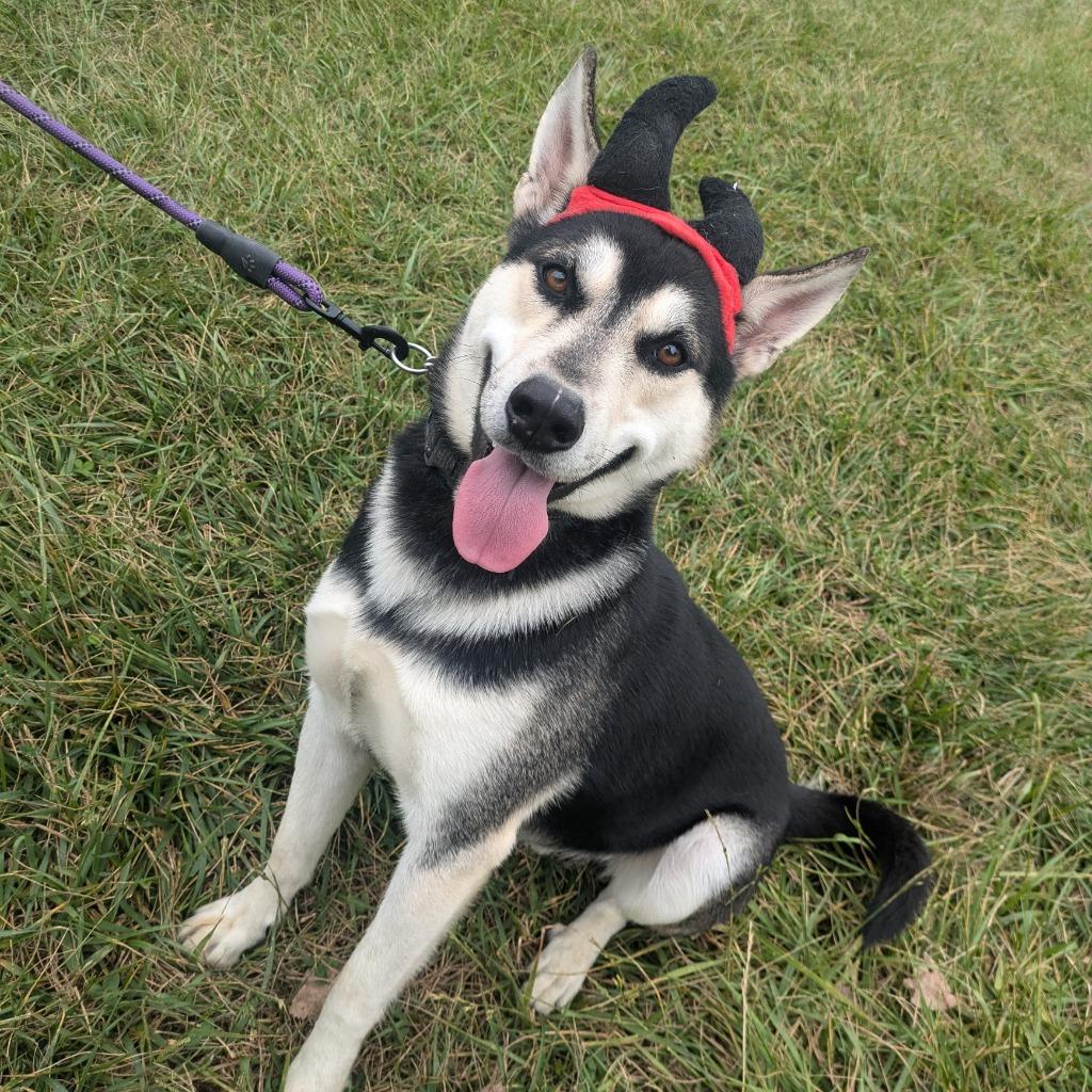 Enlarge Marley, a Adoptable mixed breed in Richmond, IN image 1/4