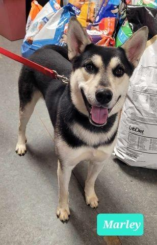 Marley, Adoptable, Adult Male Husky.
