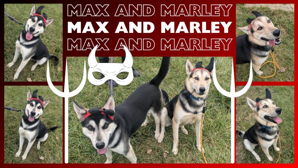 Enlarge Marley, a Adoptable mixed breed in Richmond, IN image 4/4