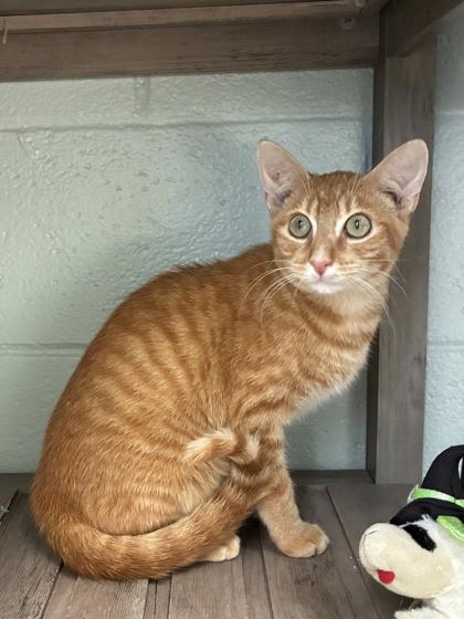 Enlarge 25-127 Chester, a Adoptable Domestic Short Hair in Barnesville, GA image 1/3