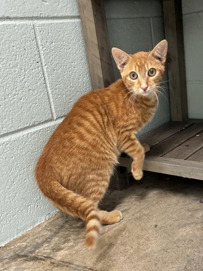 Enlarge 25-127 Chester, a Adoptable Domestic Short Hair in Barnesville, GA image 3/3