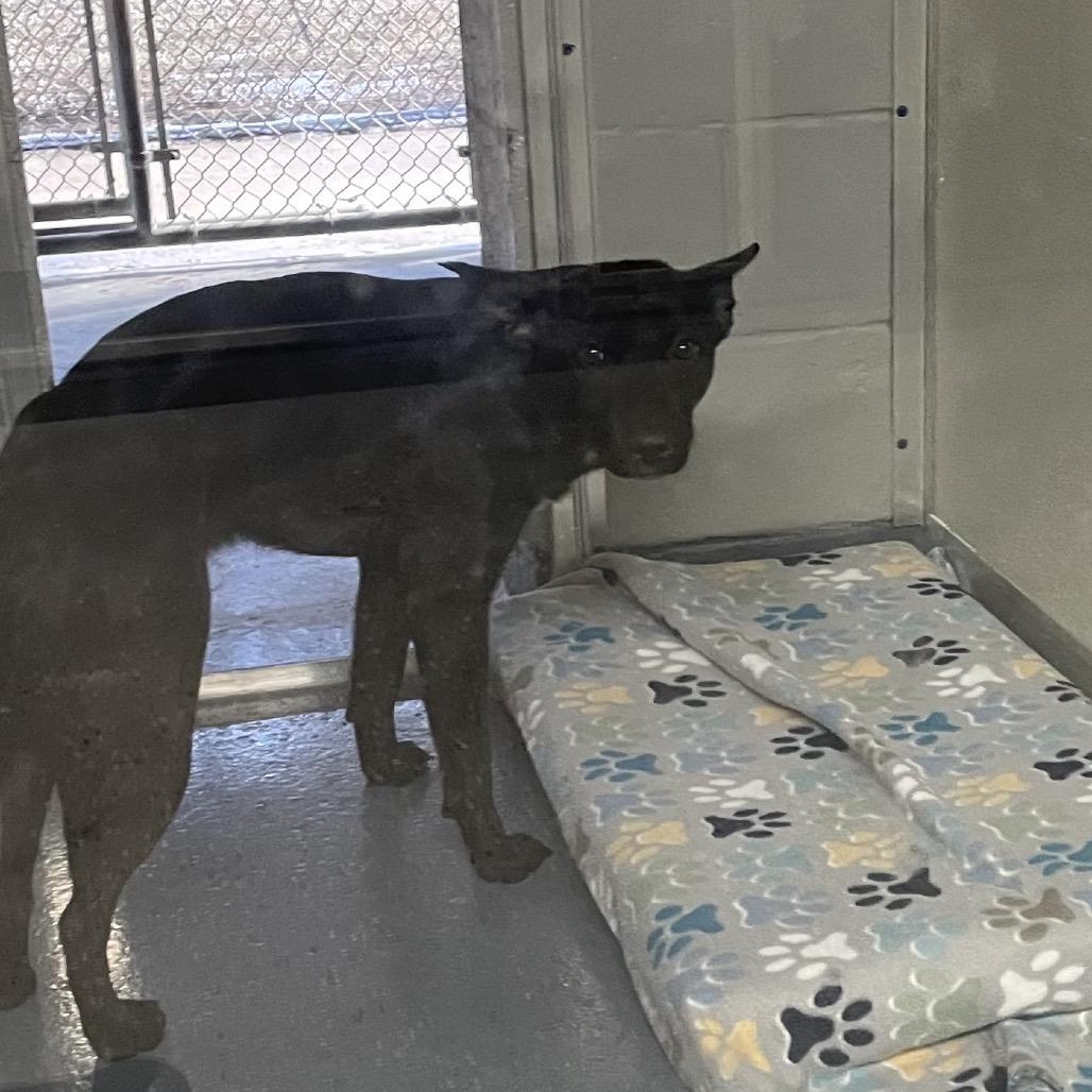 Enlarge Chirp, a Adoptable mixed breed in Galax, VA image 1/2