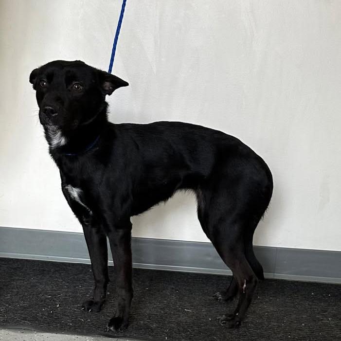 Enlarge Chirp, a Adoptable mixed breed in Galax, VA image 2/2