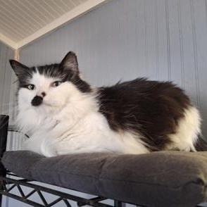 Oreo