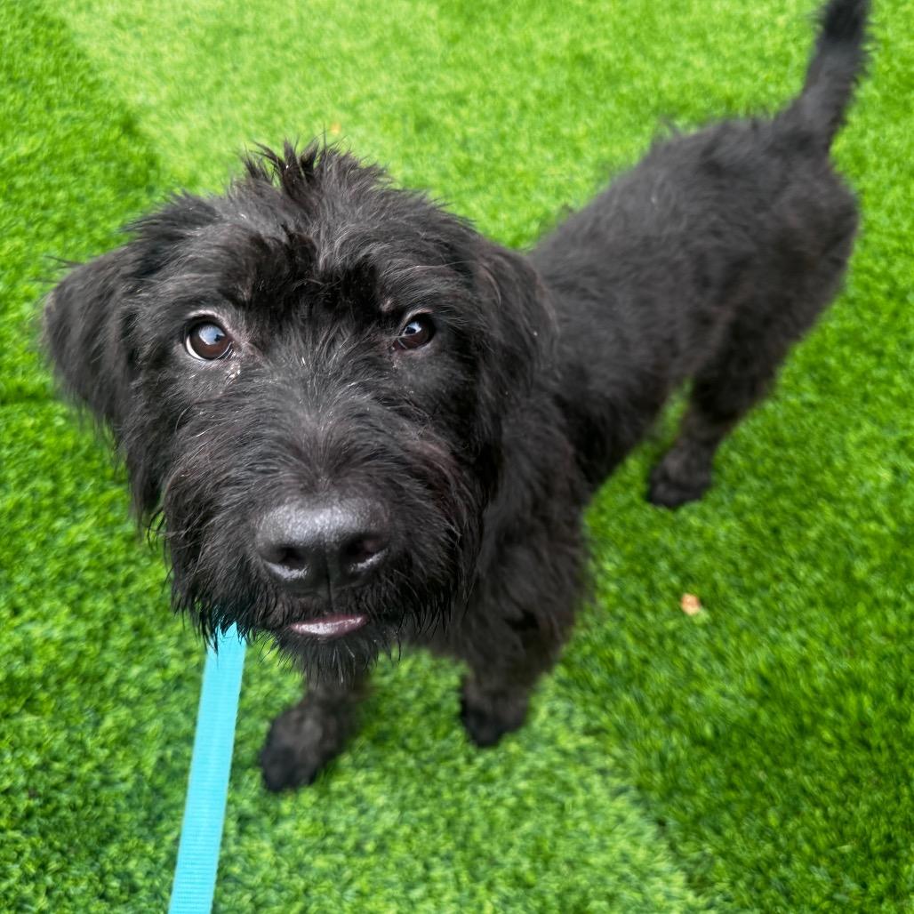 Enlarge Bonney, a Adopted mixed breed in Evanston, IL image 1/1