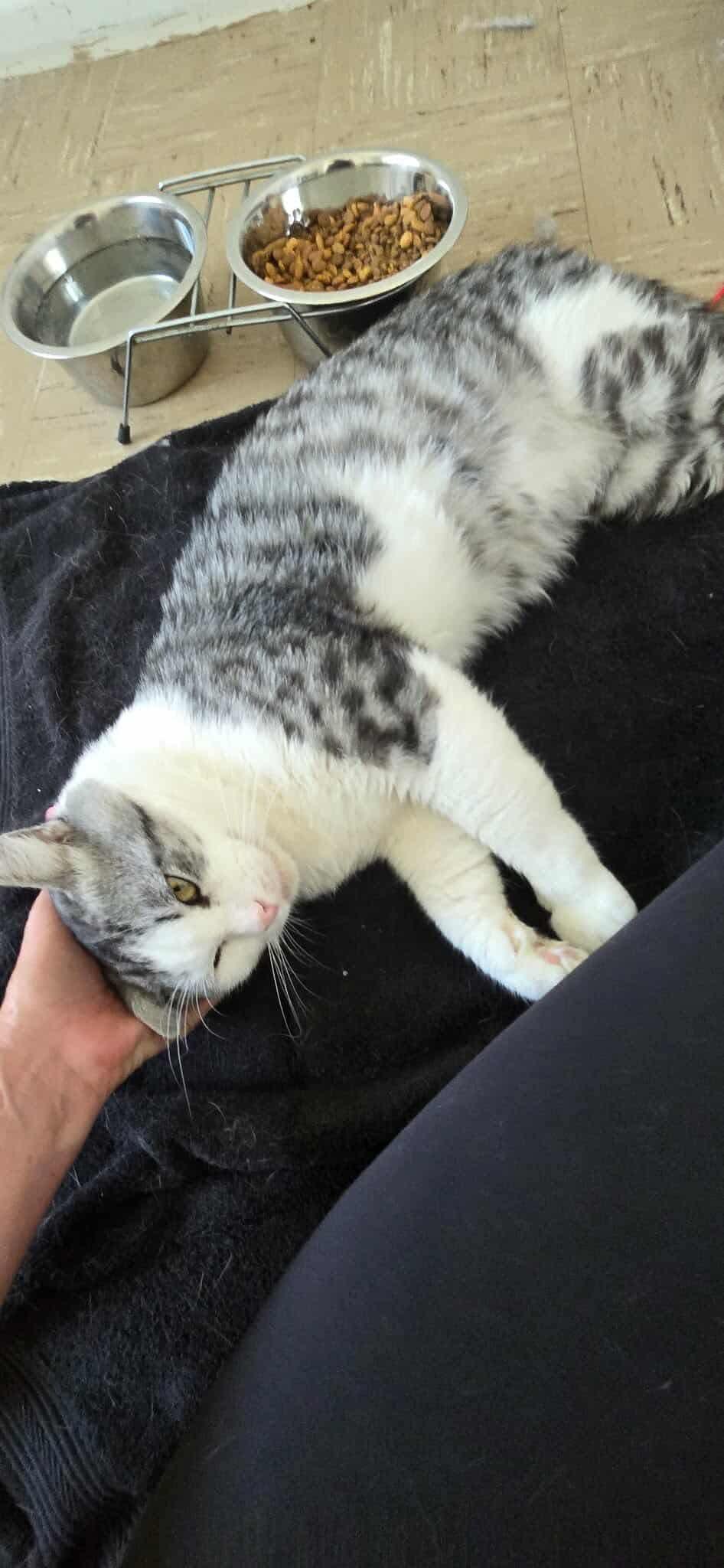 Mack, Adoptable, Adult Male Tabby & Domestic Short Hair.