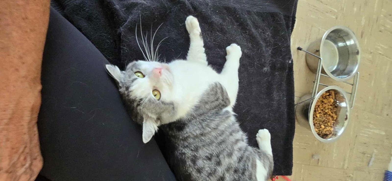 Enlarge Mack, a Adoptable mixed breed in Laguna Niguel, CA image 2/3