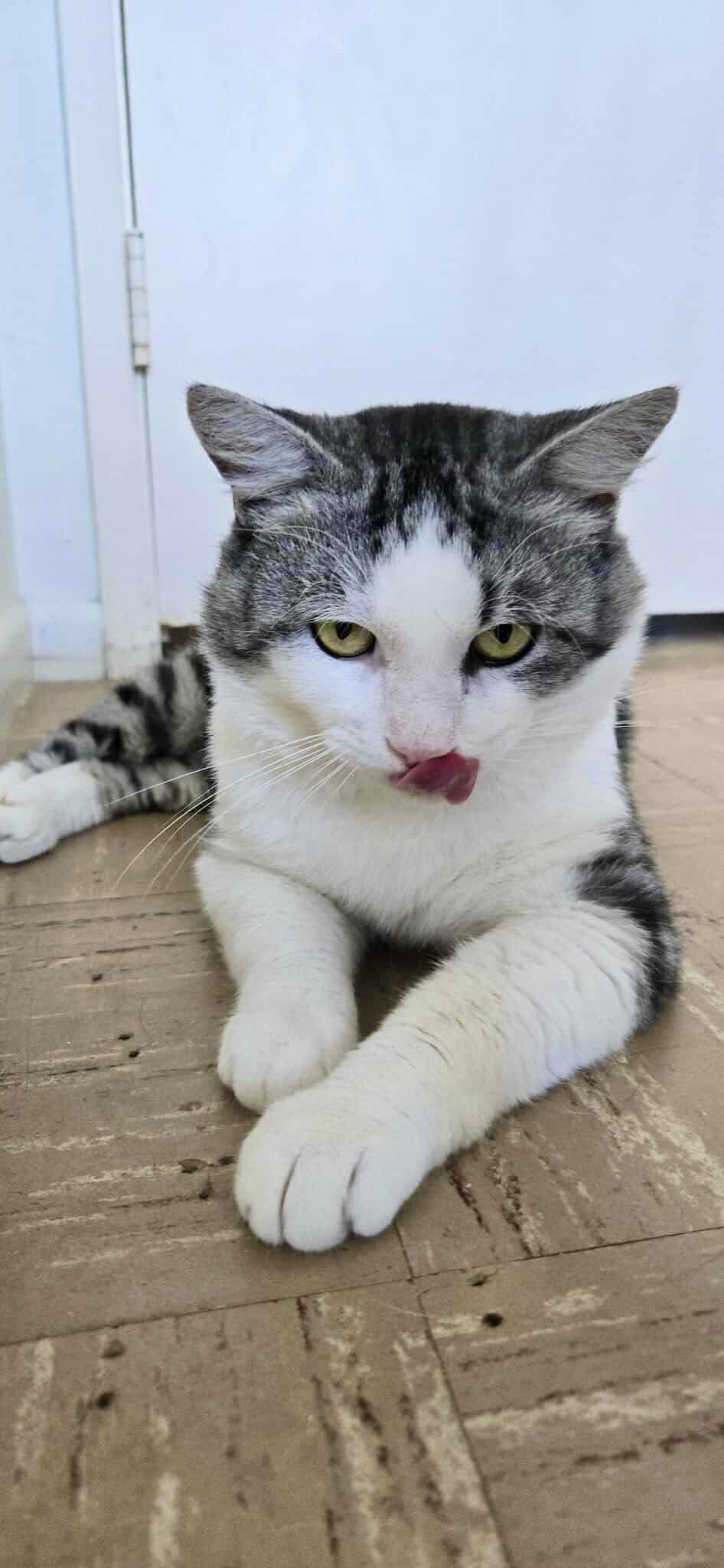 Enlarge Mack, a Adoptable mixed breed in Laguna Niguel, CA image 3/3