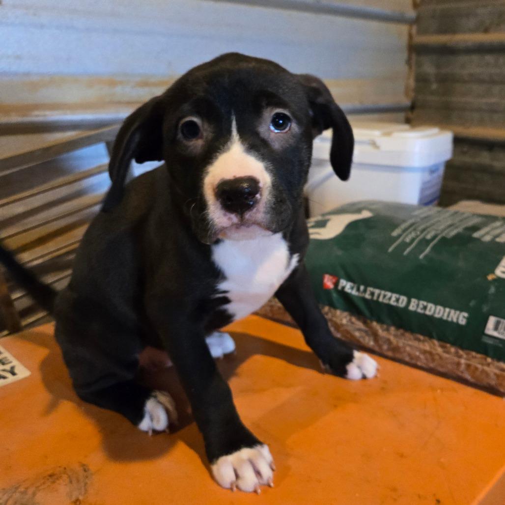 Wren — thumbnail 2