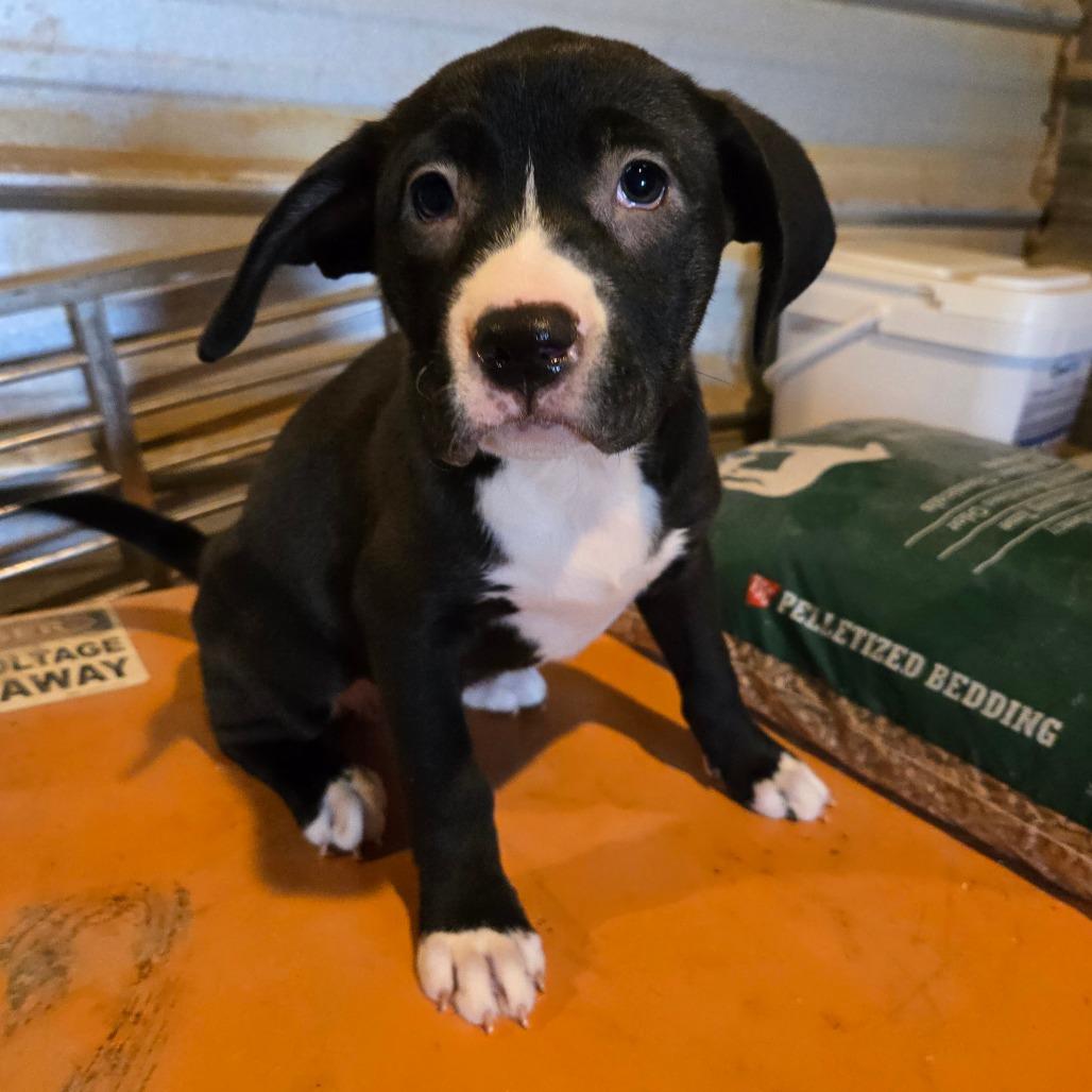 Wren — thumbnail 3