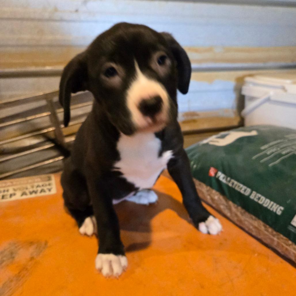 Wren — thumbnail 4