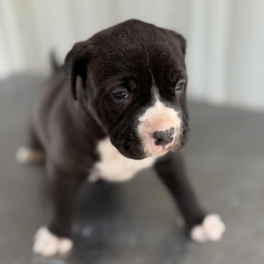 Wren — thumbnail 5