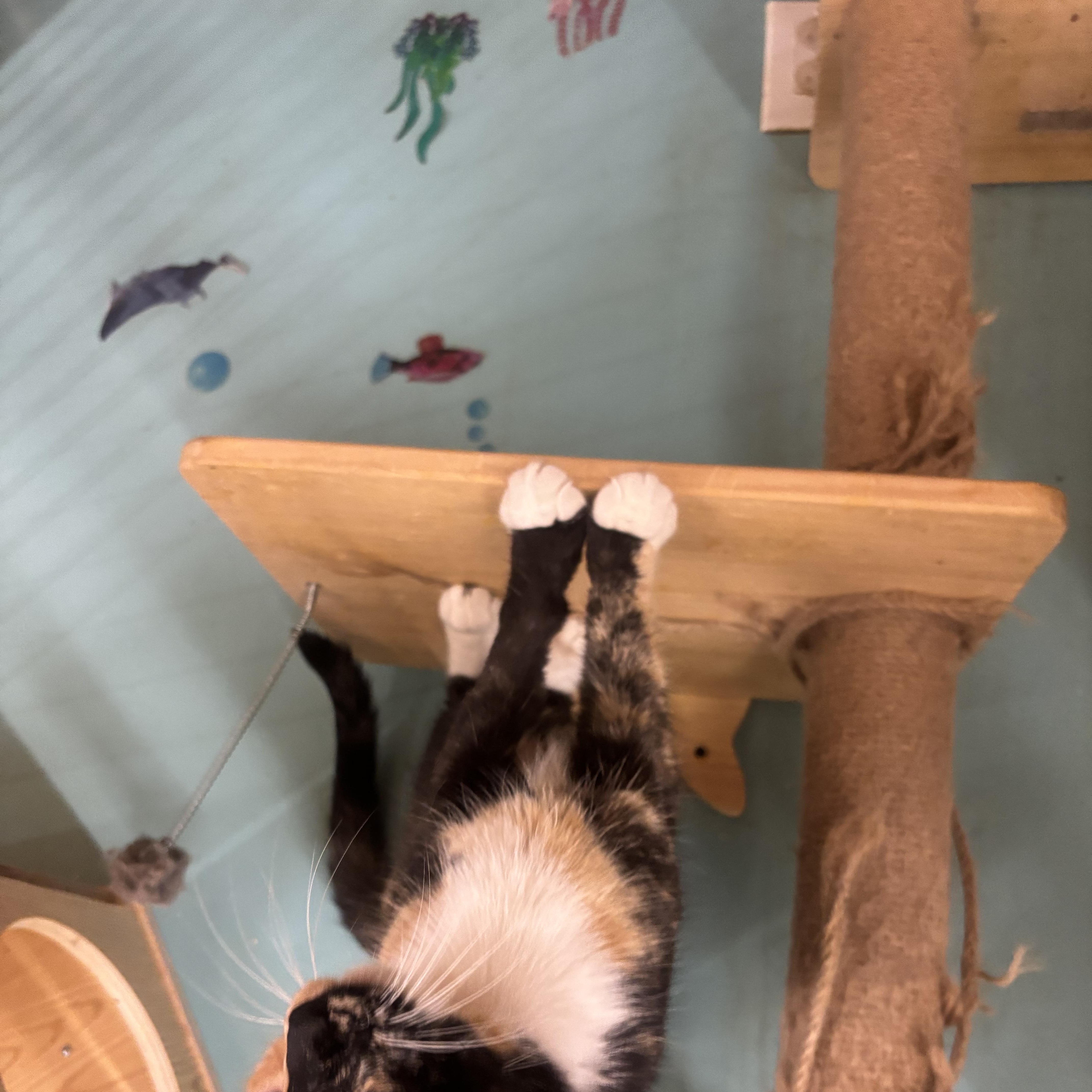 Enlarge Sweet Potato, a Adoptable mixed breed in Whittier, CA image 4/5