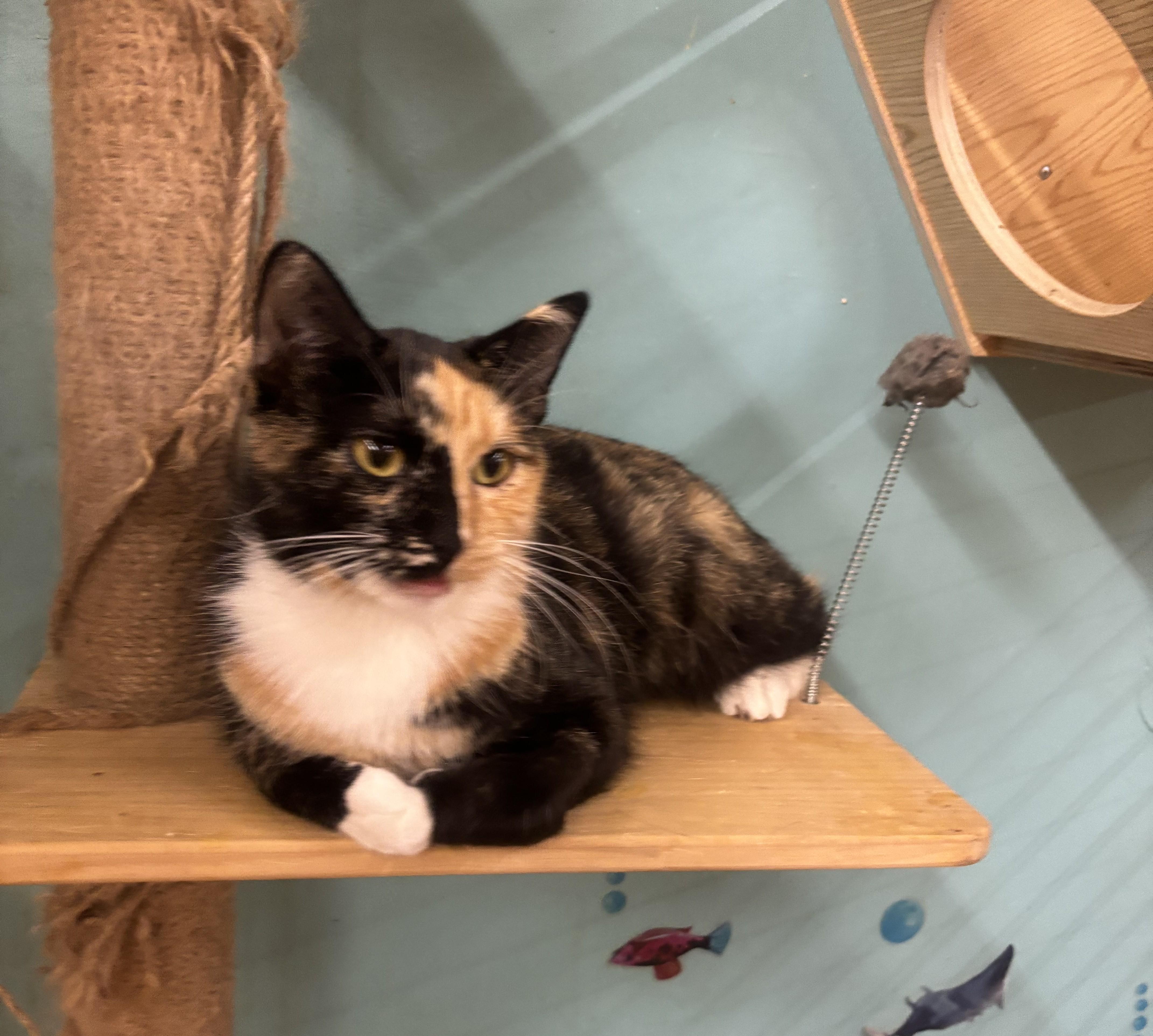Enlarge Sweet Potato, a Adoptable mixed breed in Whittier, CA image 2/5