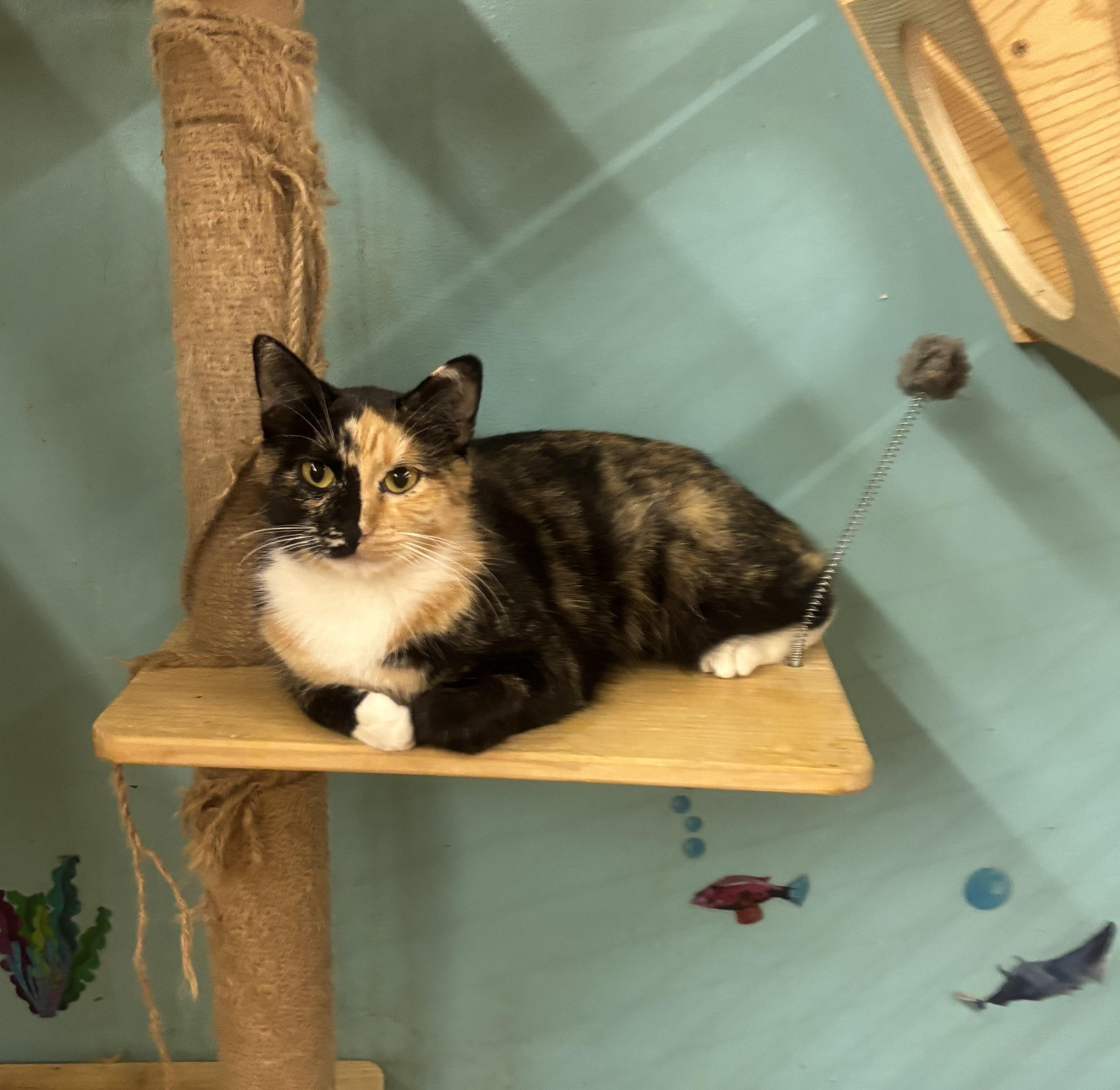 Enlarge Sweet Potato, a Adoptable mixed breed in Whittier, CA image 1/5