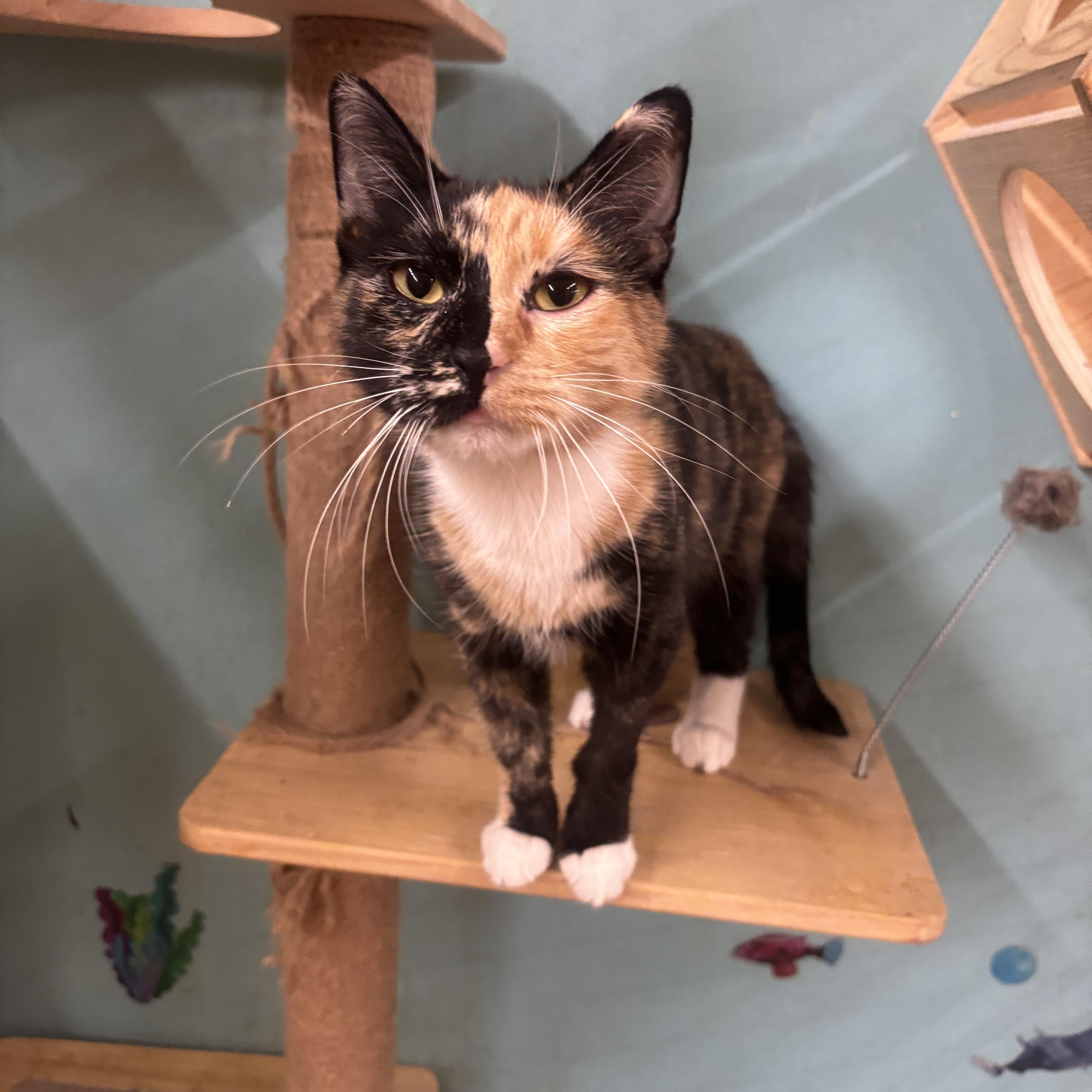 Enlarge Sweet Potato, a Adoptable mixed breed in Whittier, CA image 3/5
