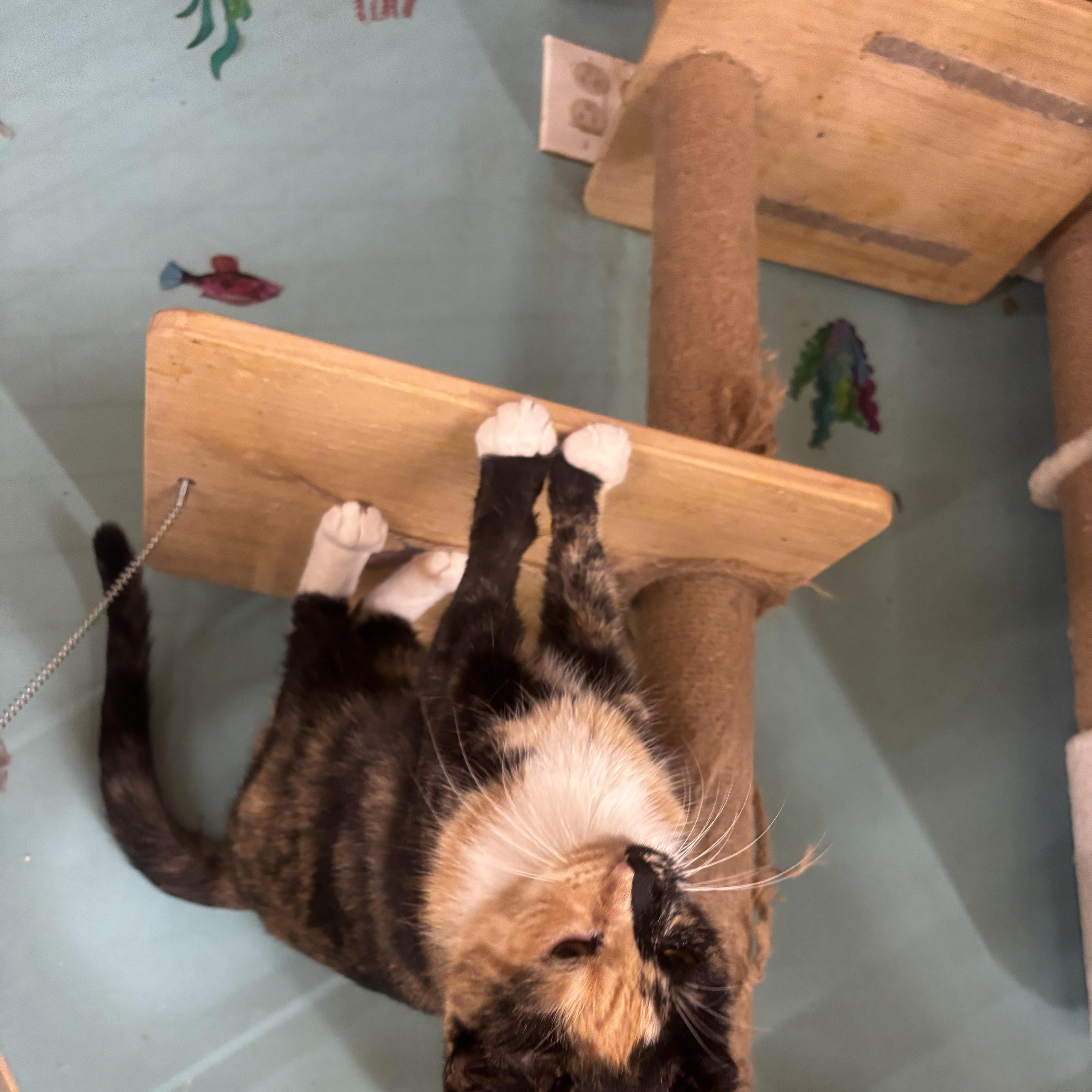 Enlarge Sweet Potato, a Adoptable mixed breed in Whittier, CA image 5/5