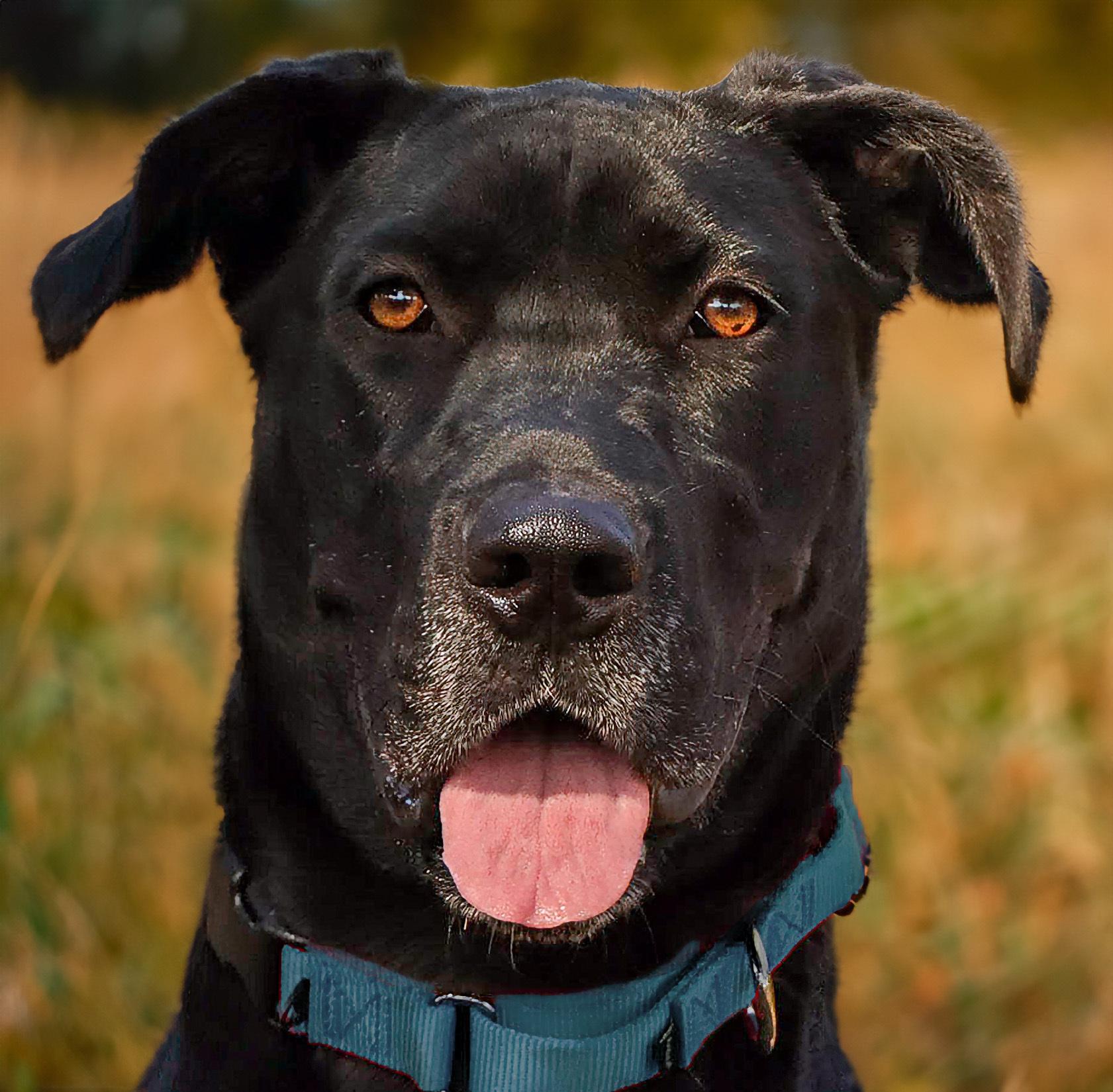 Penny, Adoptable, Adult Female Great Dane.