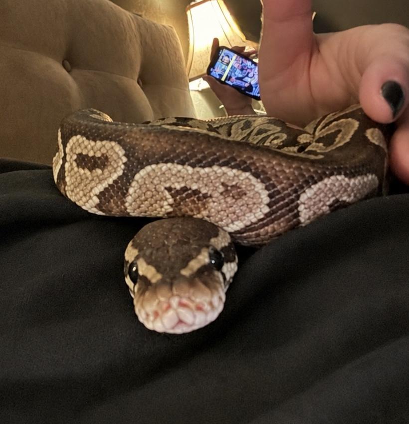 Enlarge Waffles, an adopted Ball Python in Edinburg, PA image 1/5