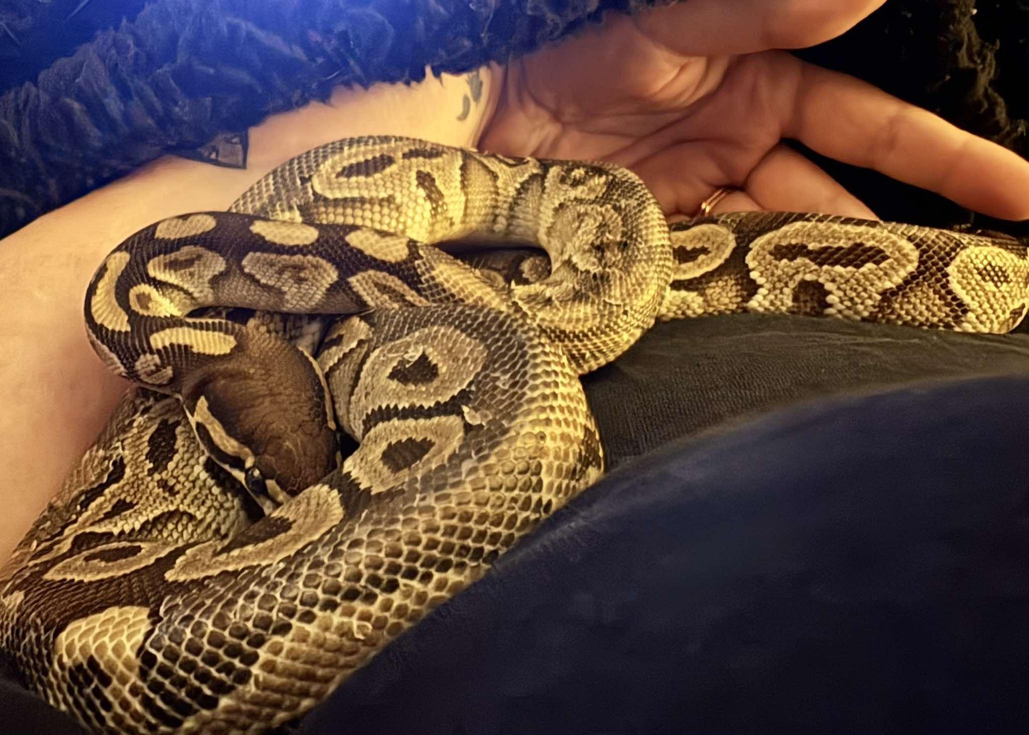 Enlarge Waffles, an adopted Ball Python in Edinburg, PA image 3/5