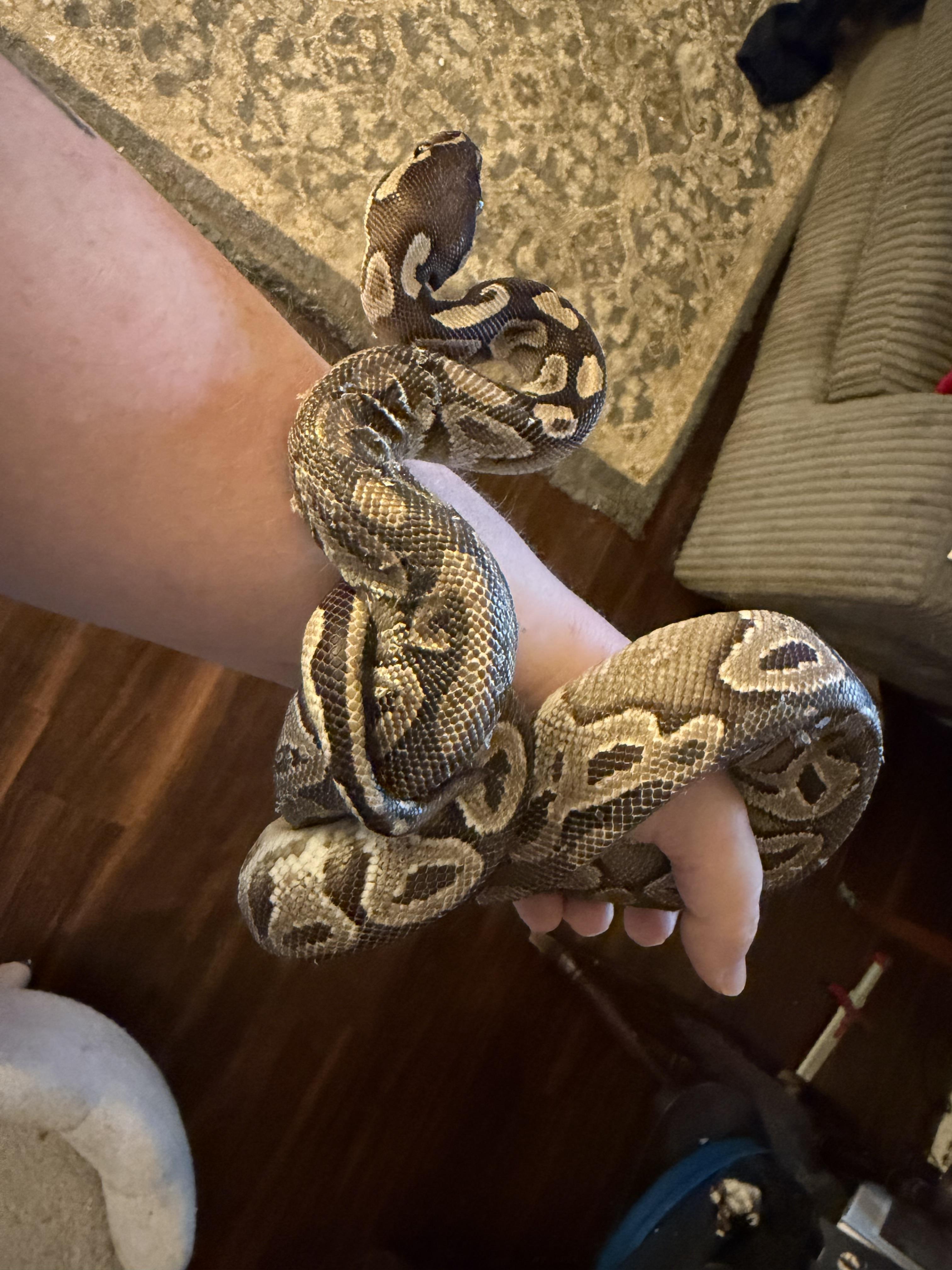 Enlarge Waffles, an adopted Ball Python in Edinburg, PA image 5/5