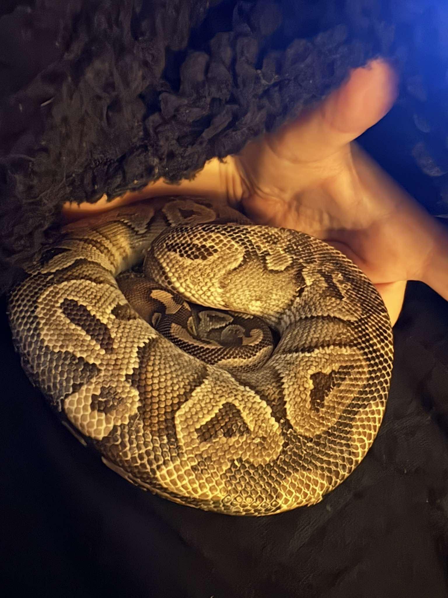 Enlarge Waffles, an adopted Ball Python in Edinburg, PA image 2/5