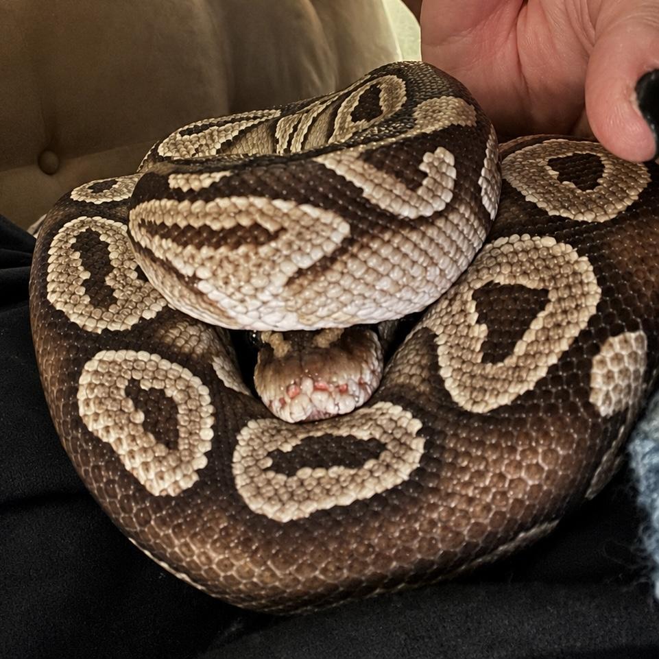Enlarge Waffles, an adopted Ball Python in Edinburg, PA image 4/5