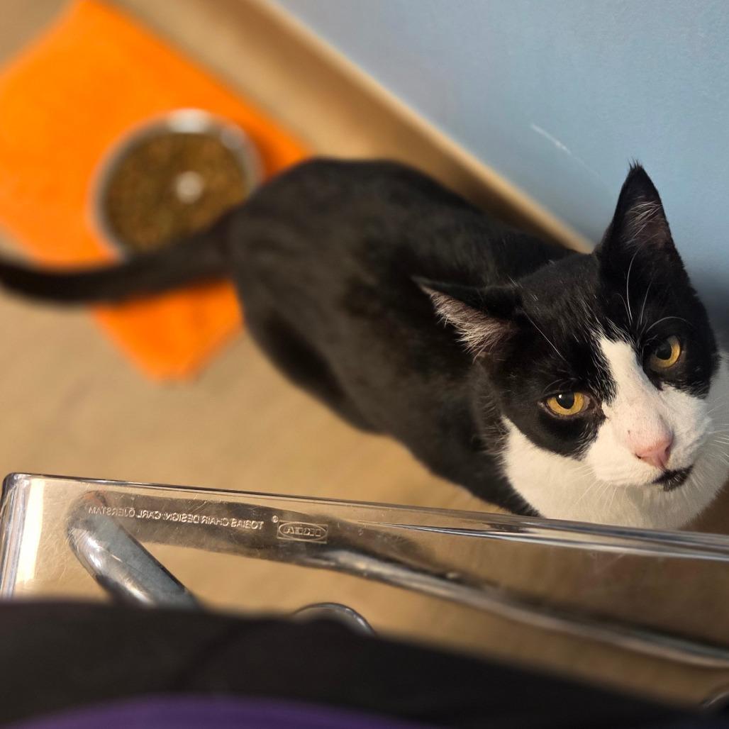 Lucien, Adoptable, Senior Male Domestic Short Hair.