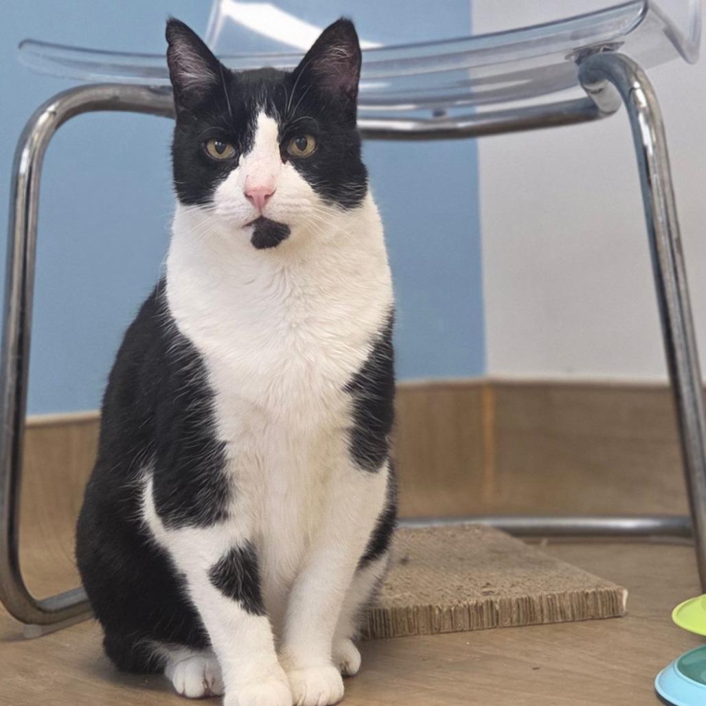 Enlarge Lucien, a Adoptable Domestic Short Hair in Oneonta, NY image 2/6