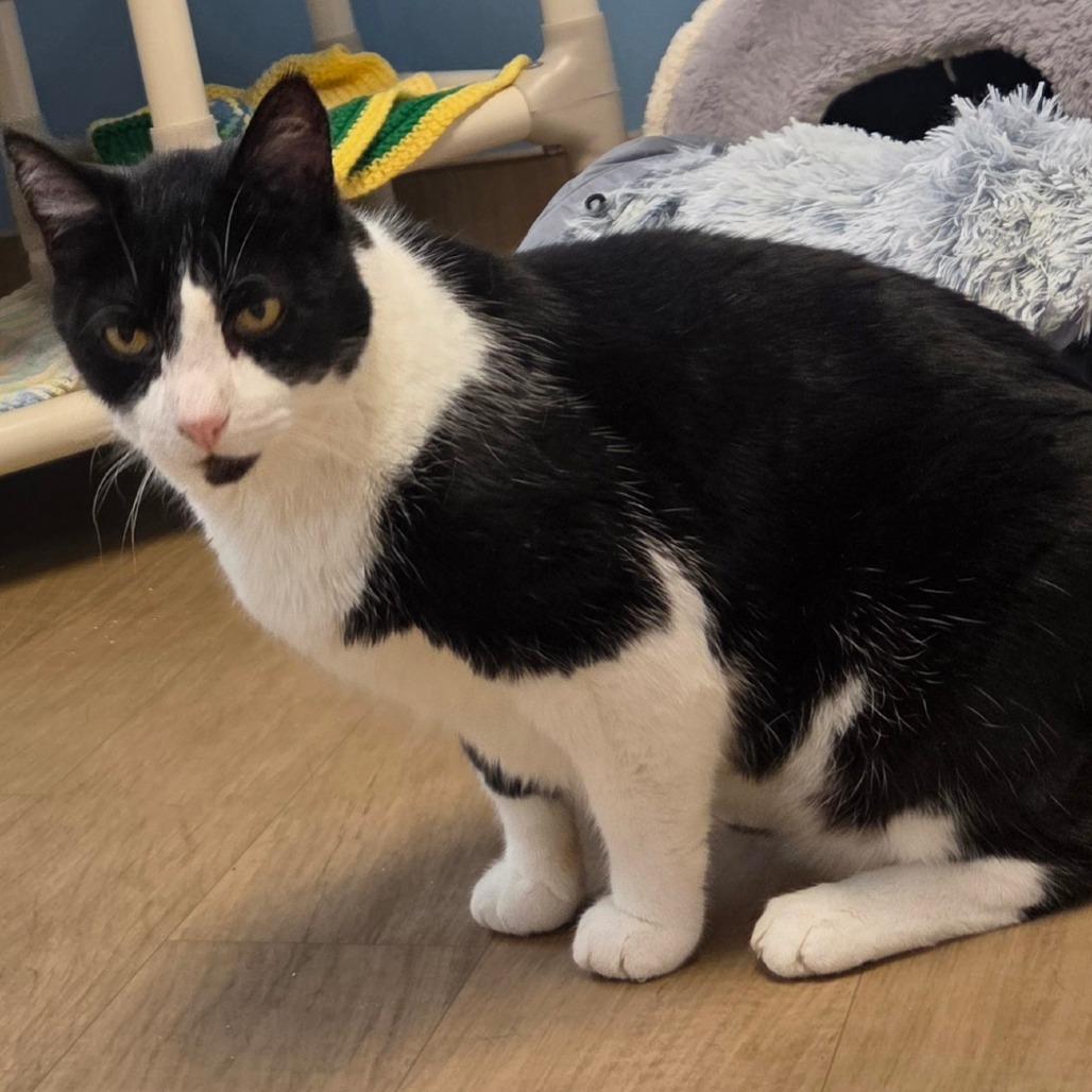 Enlarge Lucien, a Adoptable Domestic Short Hair in Oneonta, NY image 3/6