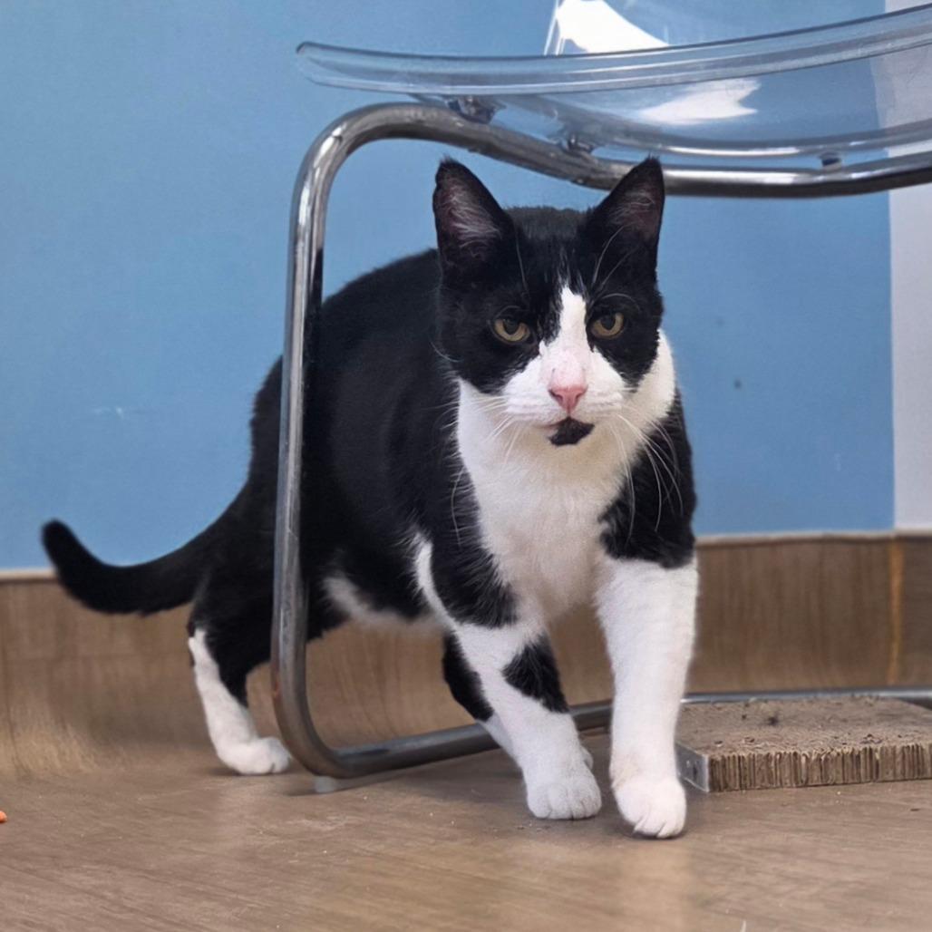 Enlarge Lucien, a Adoptable Domestic Short Hair in Oneonta, NY image 4/6