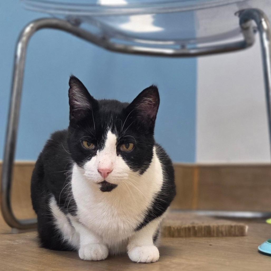 Enlarge Lucien, a Adoptable Domestic Short Hair in Oneonta, NY image 5/6