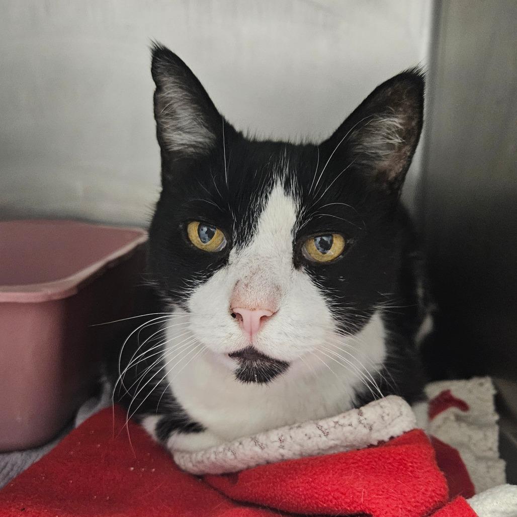 Enlarge Lucien, a Adoptable Domestic Short Hair in Oneonta, NY image 6/6