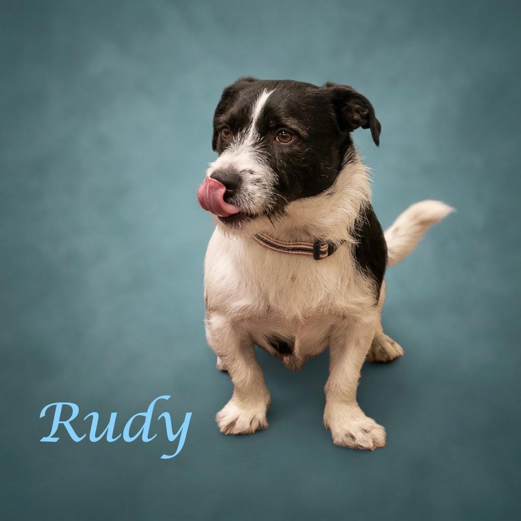 Enlarge Rudy D26-161, a Adoptable mixed breed in Lebanon, TN image 1/6