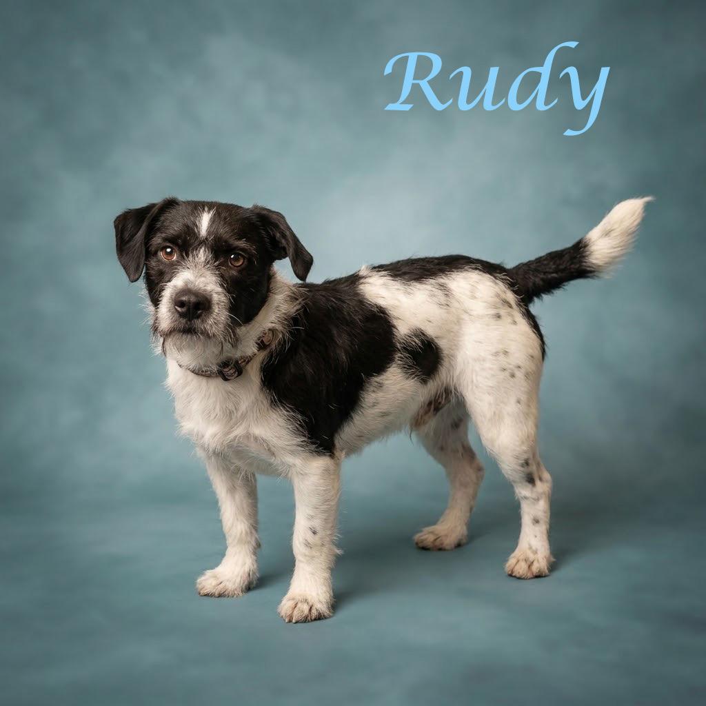 Enlarge Rudy D26-161, a Adoptable mixed breed in Lebanon, TN image 2/6